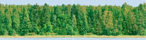 Ceradim Flora Dec Forest Panno из 2-х шт) 25x90