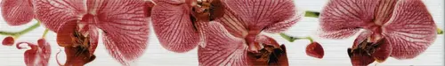 Бордюр настенный Fiori Cen. Орхидея 6х40