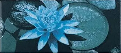 F8008-В Border 6 Ninfee B 12,5х25