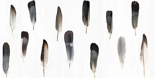Керамогранит VALLELUNGA DECORANDUM Pluma 50х100